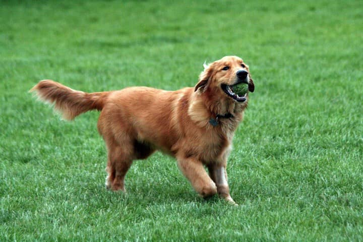 Pet Friendly 37 of 41